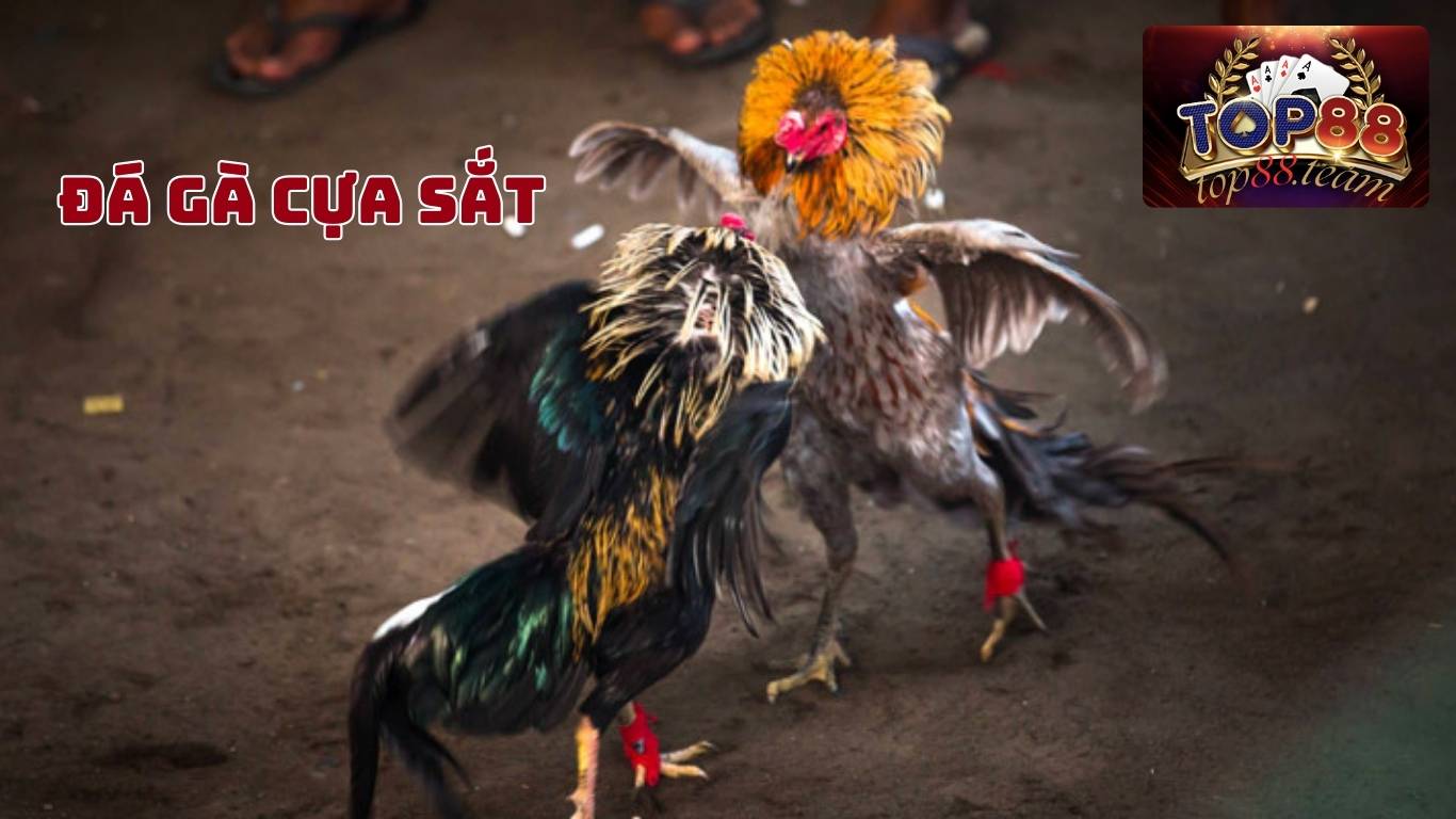 Top88 Giới Thiệu Về Đá Gà Cựa Sắt