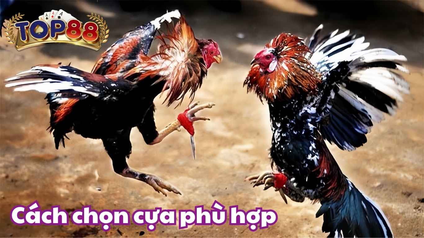Cách chọn cựa phù hợp trong đá gà cựa dao Cách chọn cựa phù hợp trong đá gà cựa dao